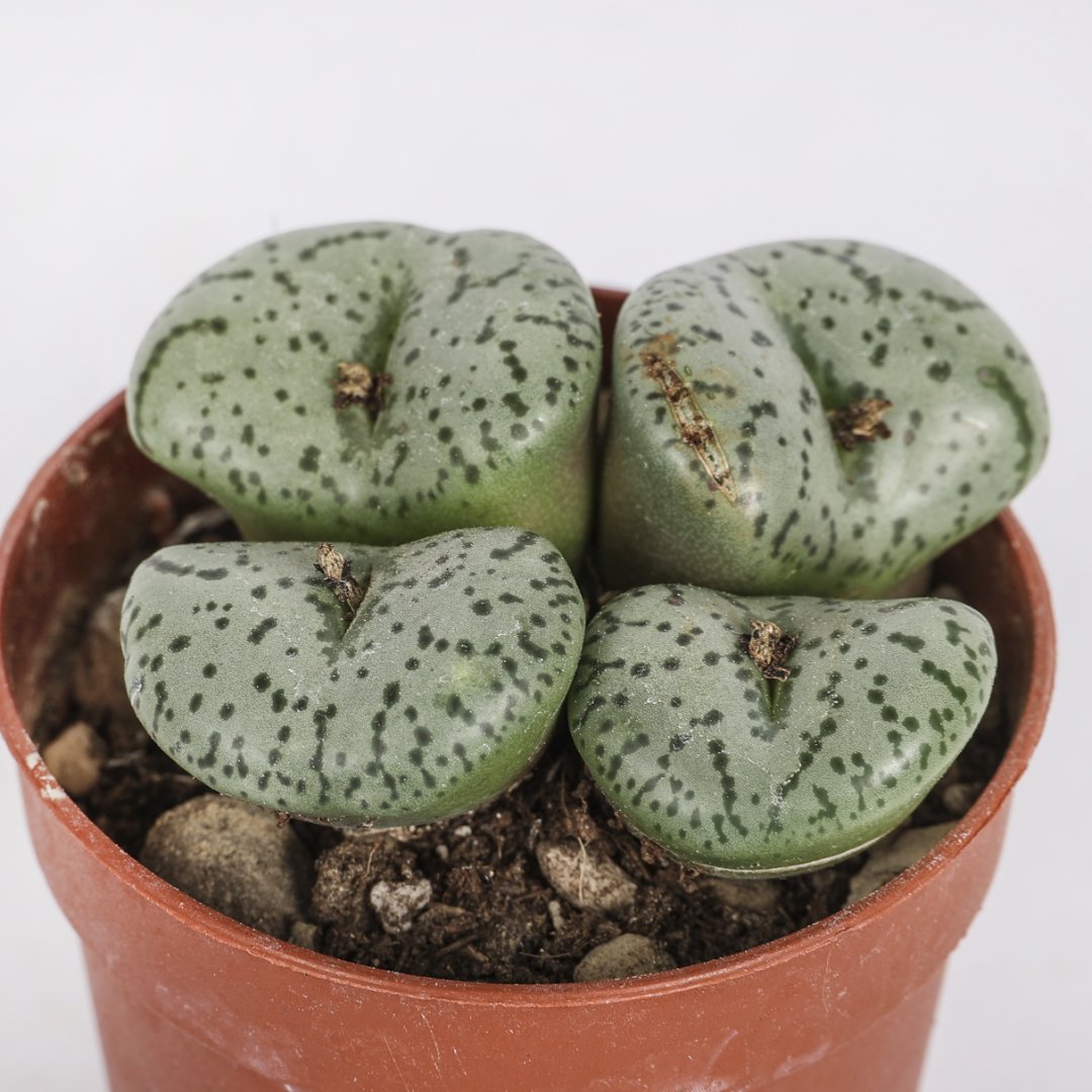 Conophytum obcordellum Ø 5,5 cm