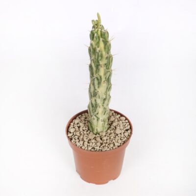 Opuntia subulata variegata Ø 12 cm