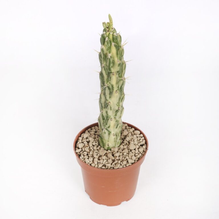 Opuntia subulata variegata Ø 12 cm