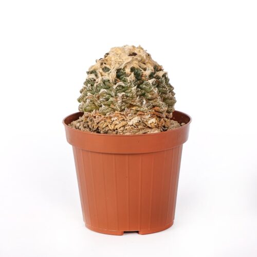 Ariocarpus fissuratus Ø 12 cm