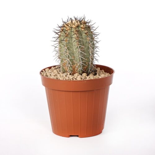 Copiapoa calderana Ø 12 cm