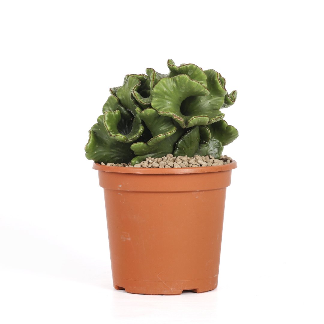 Euphorbia leucodendron crestata Ø 17 cm