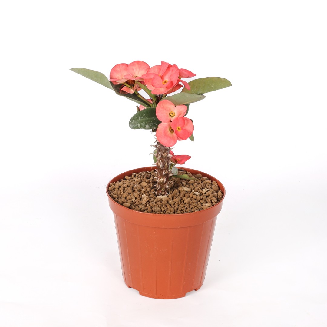Euphorbia milii x lomi 'Doing Manee' Ø 14 cm