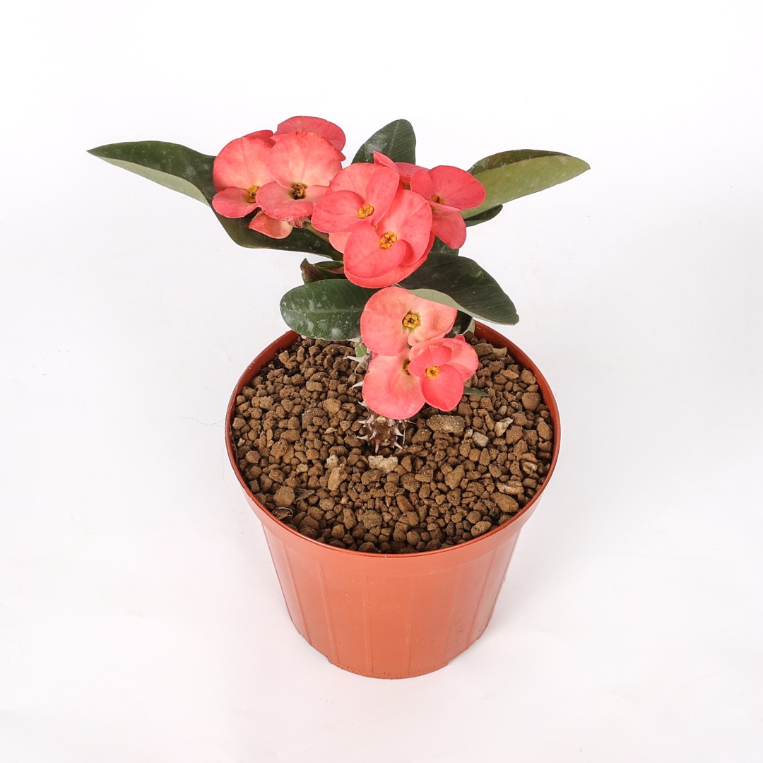 Euphorbia milii x lomi 'Doing Manee' Ø 14 cm