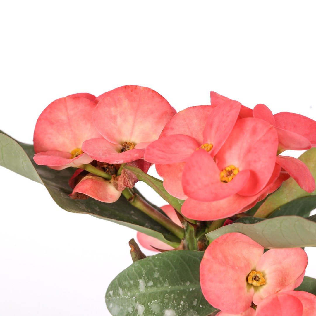 Euphorbia milii x lomi 'Doing Manee' Ø 14 cm