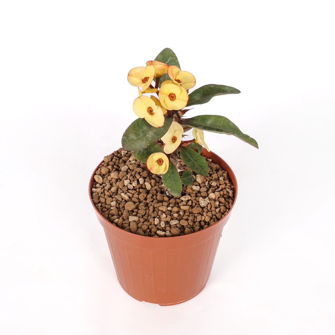 Euphorbia milii x lomi 'Puttaraksa' Ø 14 cm