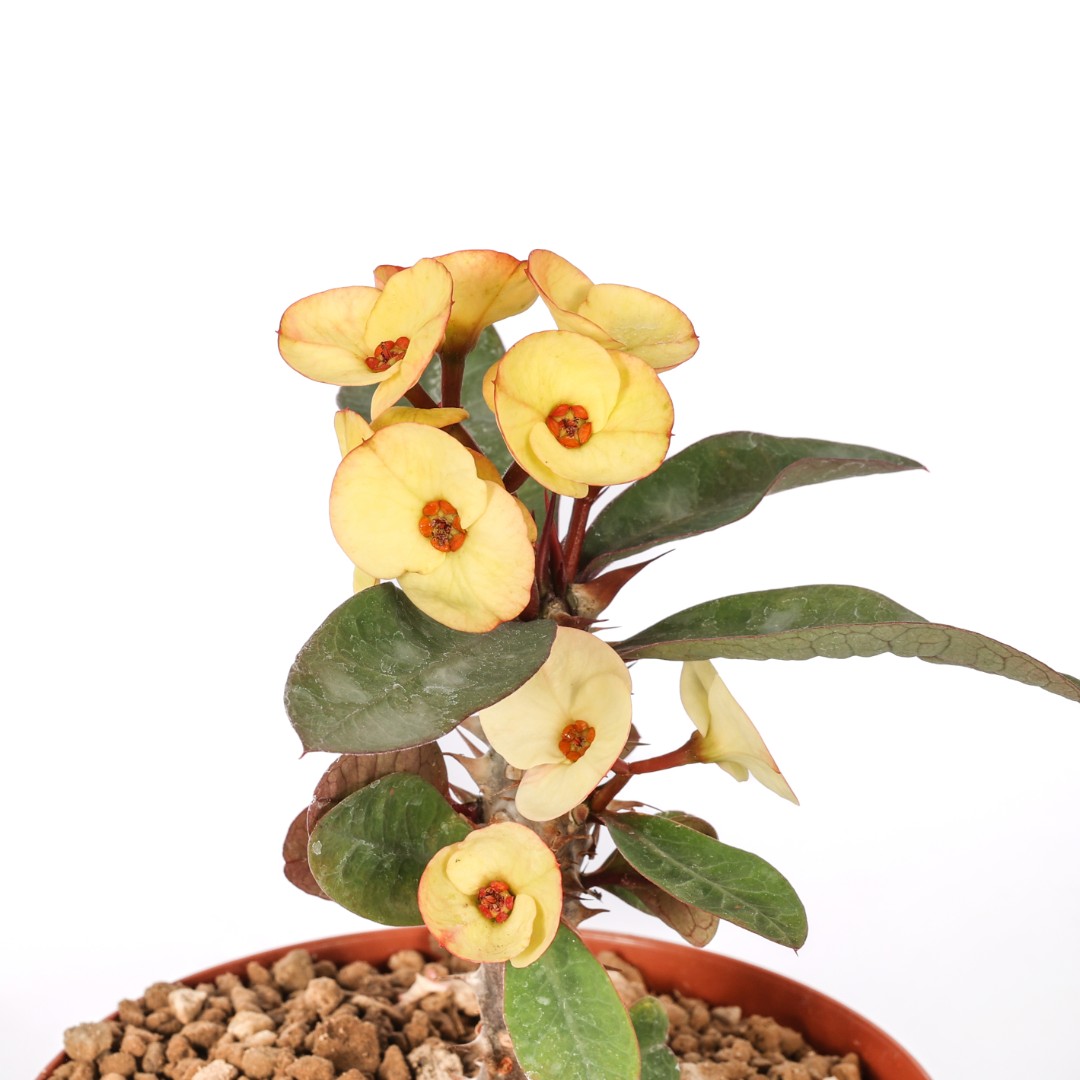 Euphorbia milii x lomi 'Puttaraksa' Ø 14 cm