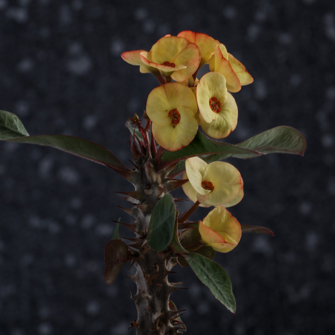 Euphorbia milii x lomi 'Puttaraksa' Ø 14 cm
