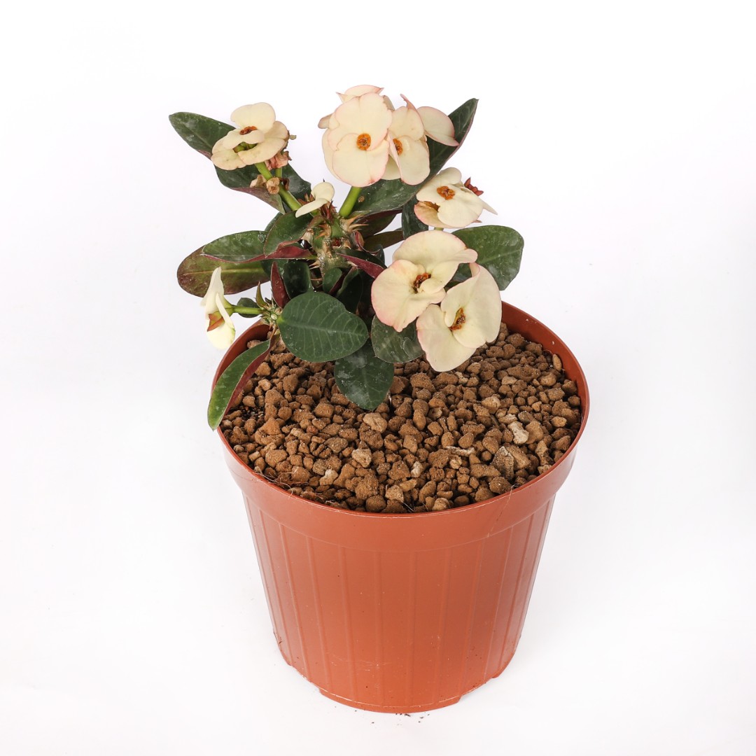 Euphorbia milii x lomi 'Jaren Lab' Ø 14 cm