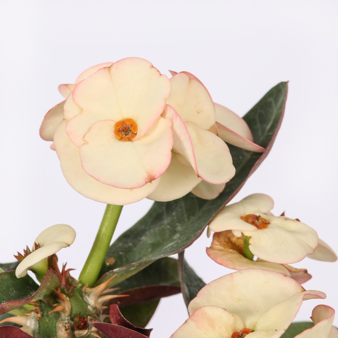 Euphorbia milii x lomi 'Jaren Lab' Ø 14 cm