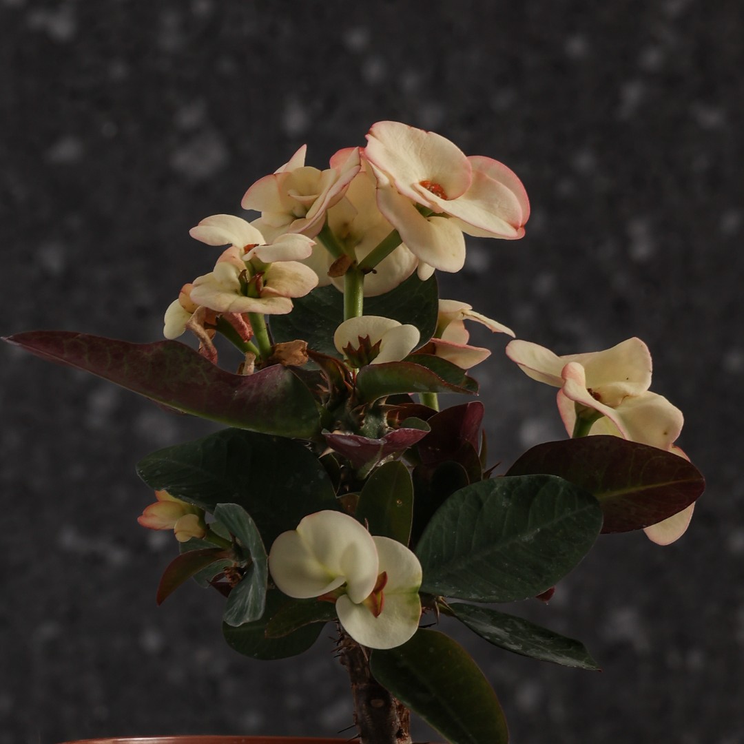 Euphorbia milii x lomi 'Jaren Lab' Ø 14 cm