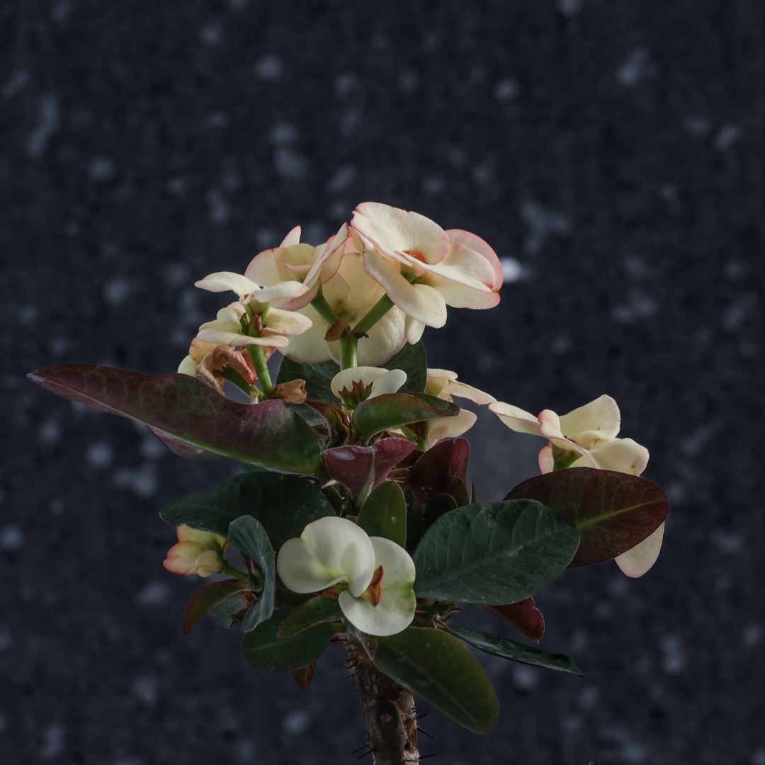 Euphorbia milii x lomi 'Jaren Lab' Ø 14 cm