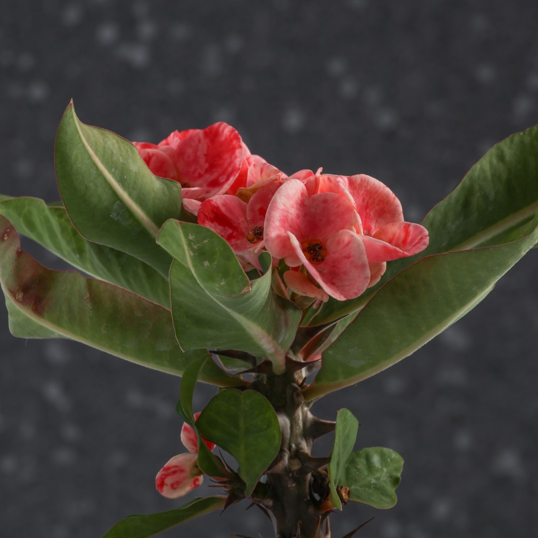 Euphorbia milii x lomi 'Mangmeessrisook' Ø 14 cm