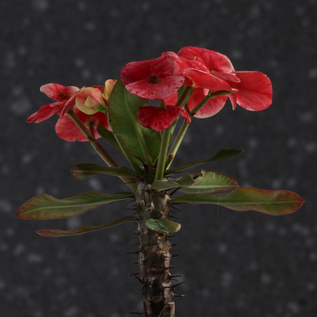 Euphorbia milii x lomi 'Queen of Luck' Ø 14 cm