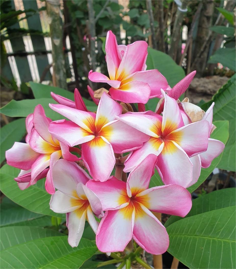 Plumeria 'Sao Pantrum' Ø 17 cm - immagine 6