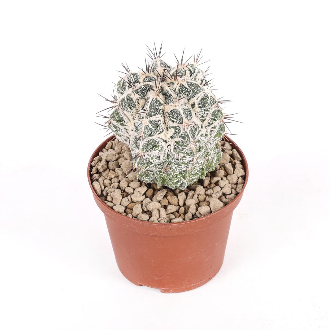 Astrophytum ornatum x fukuryu hannya Ø 10,5