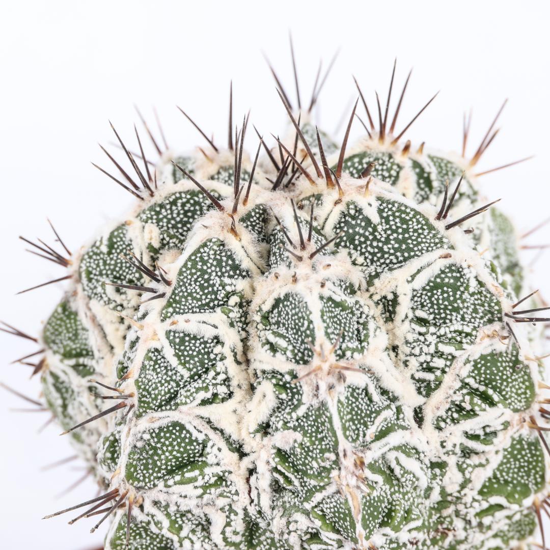 Astrophytum ornatum x fukuryu hannya Ø 10,5