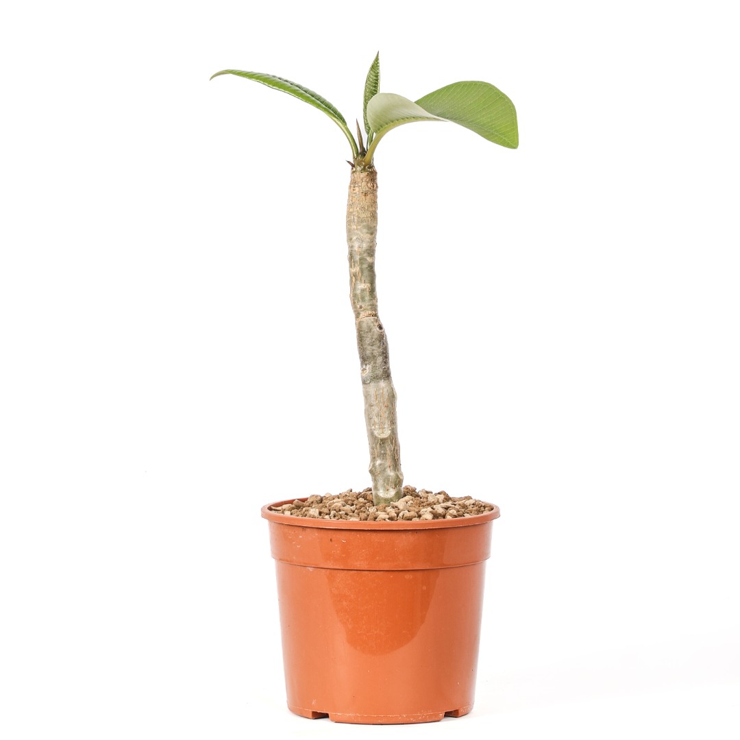 Plumeria 'Moung Jacque' Ø 17 cm