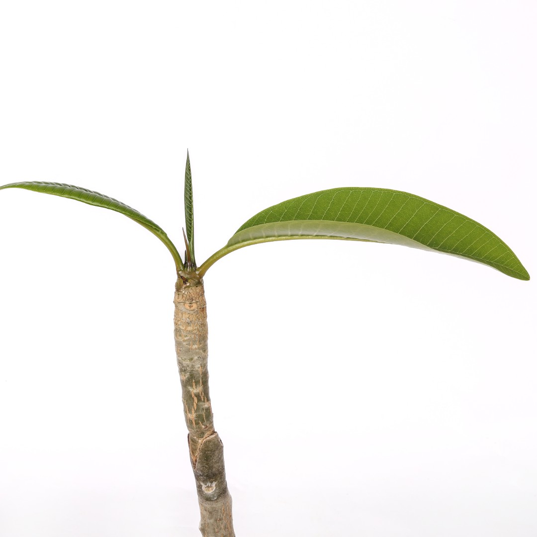 Plumeria 'Moung Jacque' Ø 17 cm