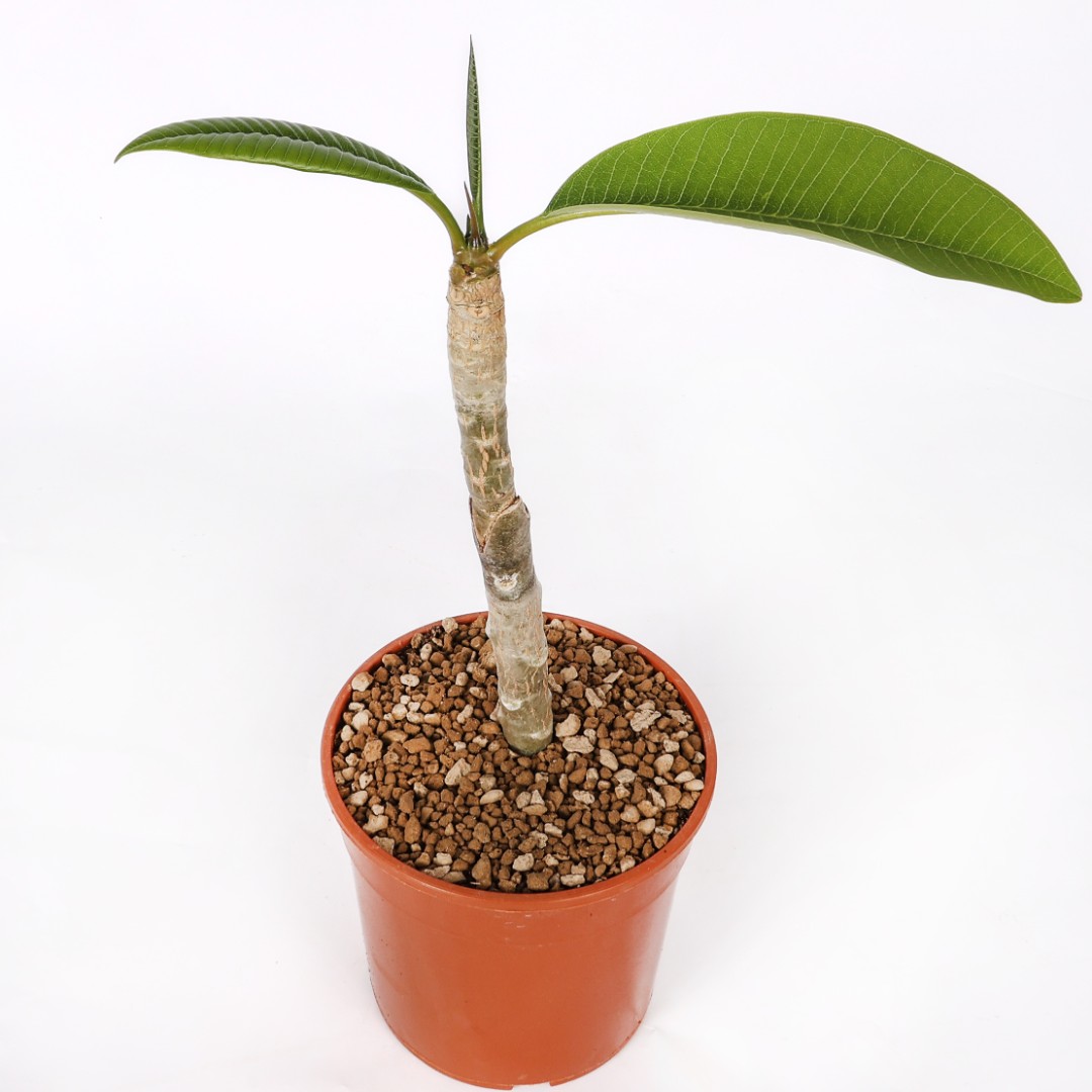 Plumeria 'Moung Jacque' Ø 17 cm