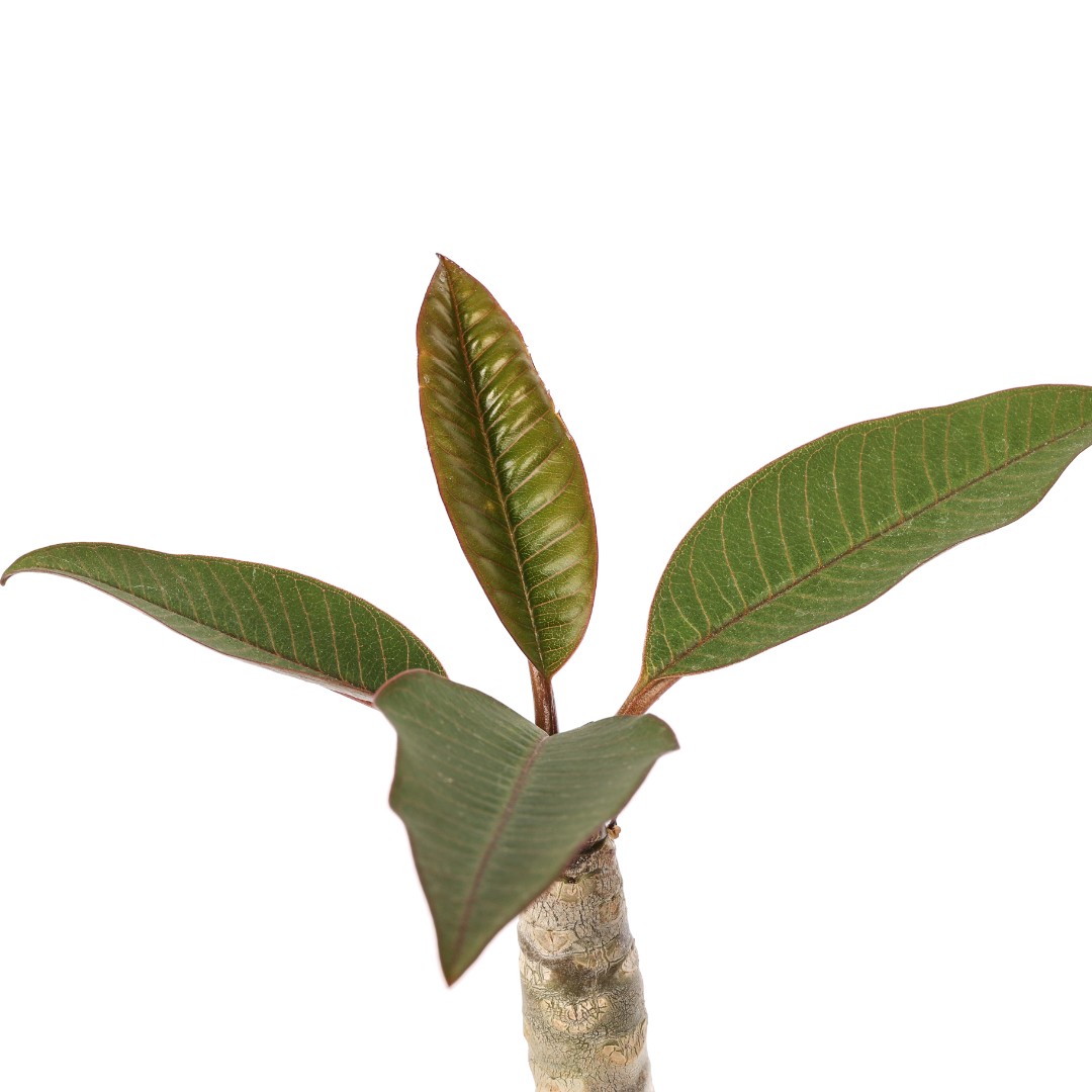 Plumeria 'Rung Sirichok' Ø 17 cm