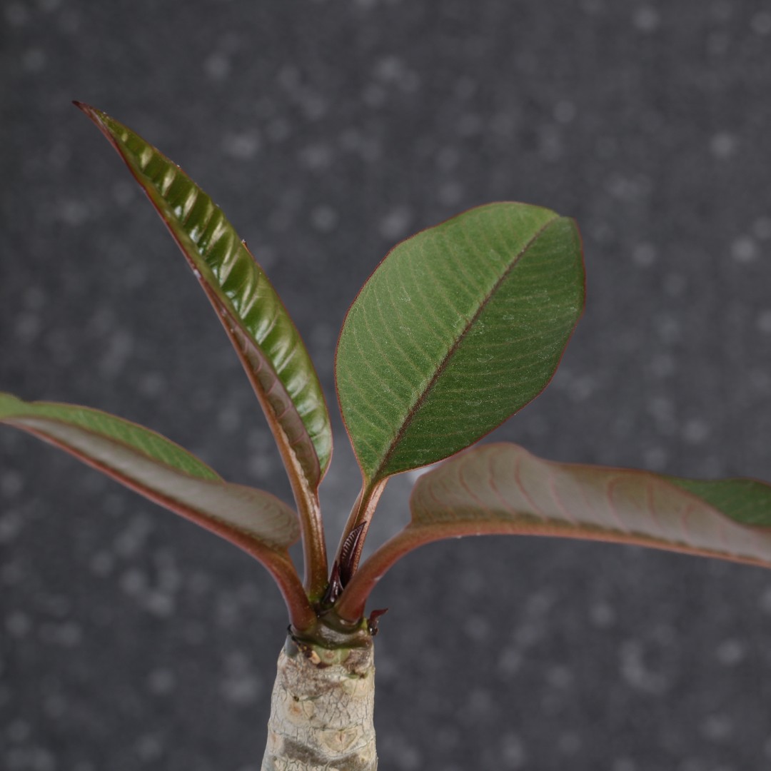 Plumeria 'Rung Sirichok' Ø 17 cm