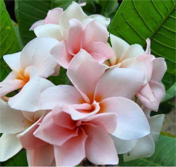 Plumeria 'Rung Sirichok' Ø 17 cm - immagine 6