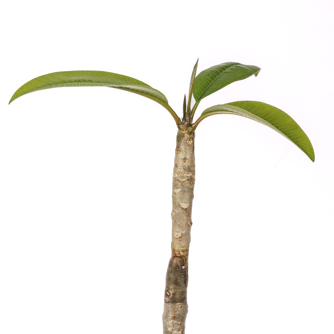 Plumeria 'Kanjana Yellow' Ø 17 cm