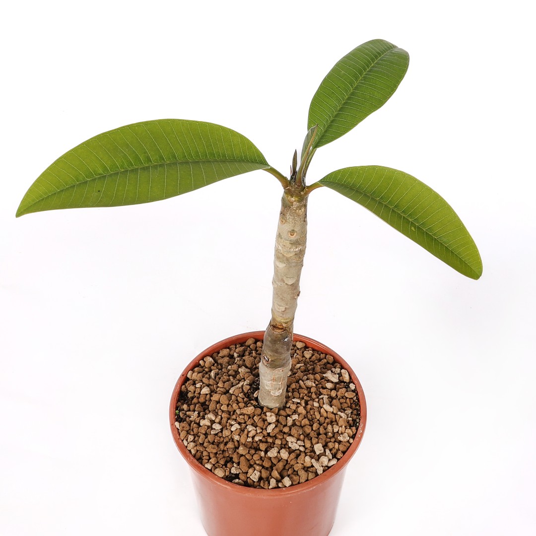 Plumeria 'Kanjana Yellow' Ø 17 cm