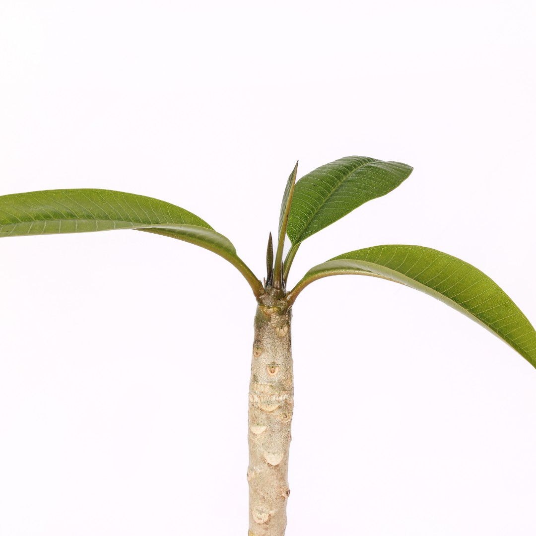 Plumeria 'Kanjana Yellow' Ø 17 cm