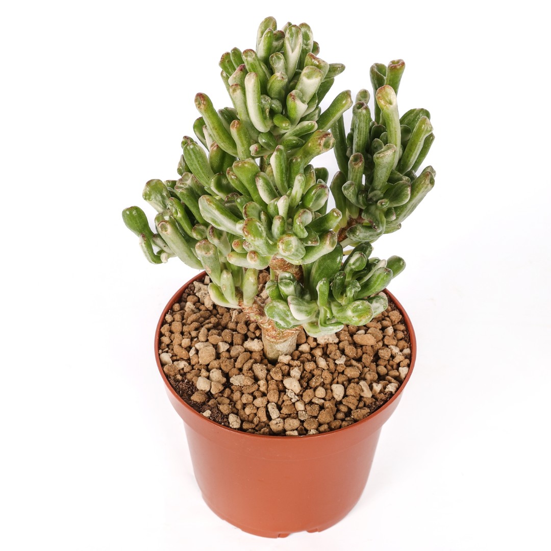 Crassula ovata hobbit variegata Ø 12 cm