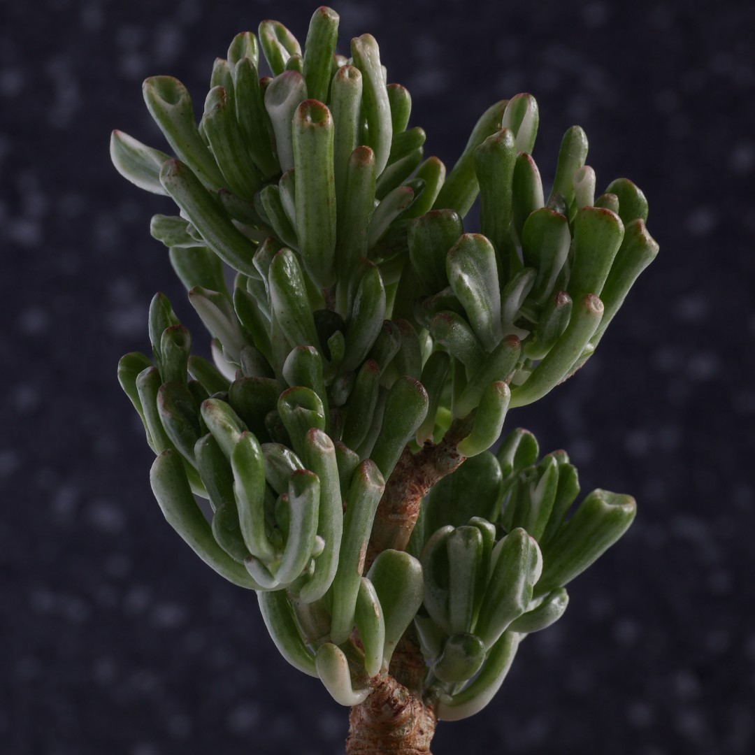 Crassula ovata hobbit variegata Ø 12 cm