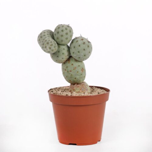 Tephrocactus geometricus crestato '6 palle' Ø 14