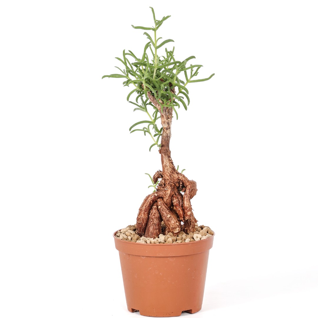 Mestoklema tuberosum Ø 10,5 cm