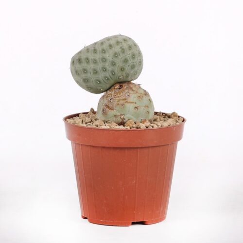 Tephrocactus geometricus crestato '2 Palle' Ø 12