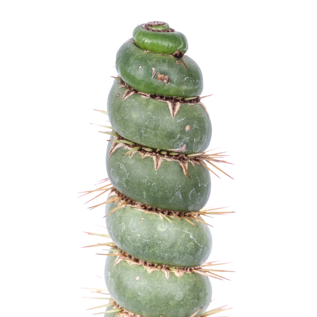 Eulychnia castanea spiralis Ø 12 cm