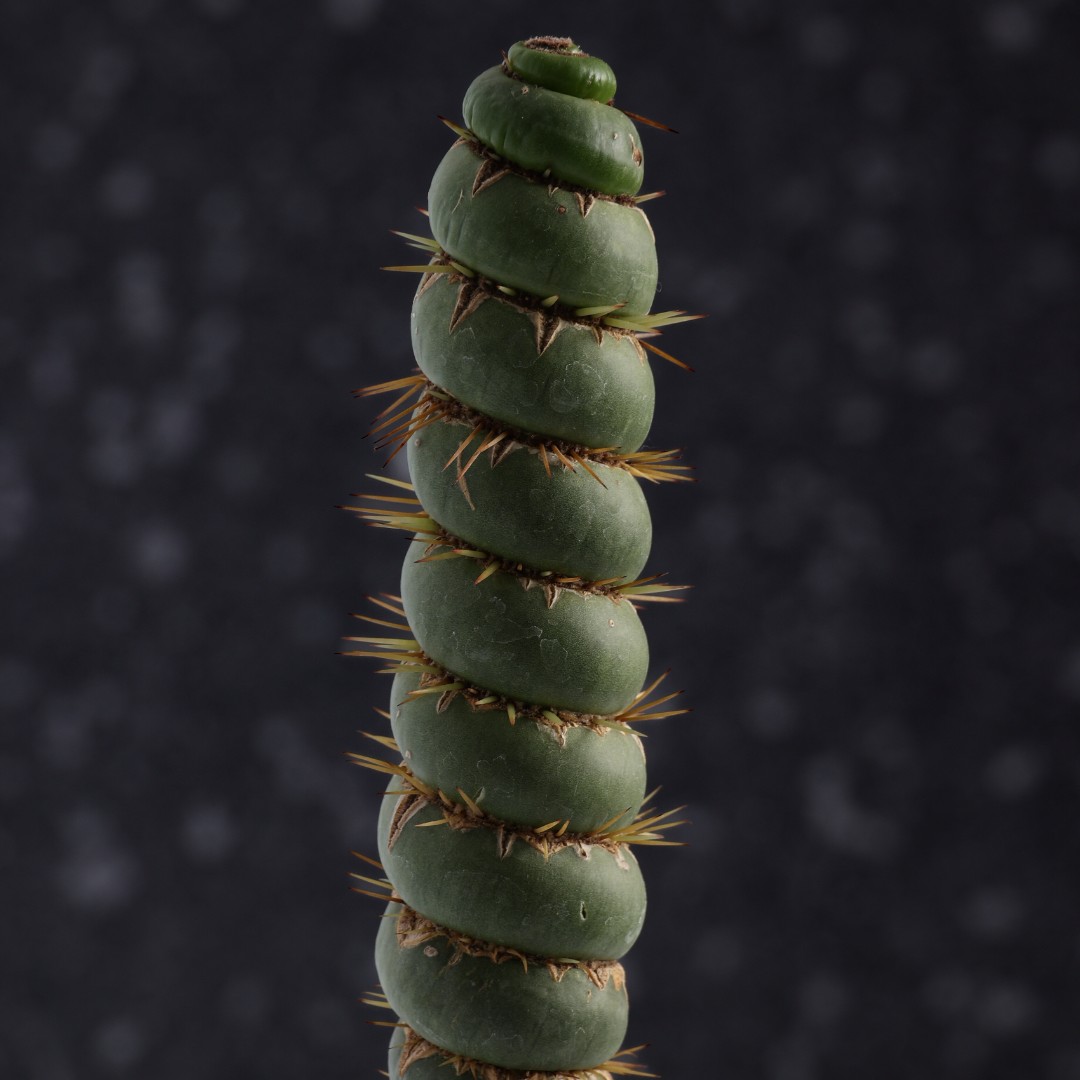 Eulychnia castanea spiralis Ø 12 cm