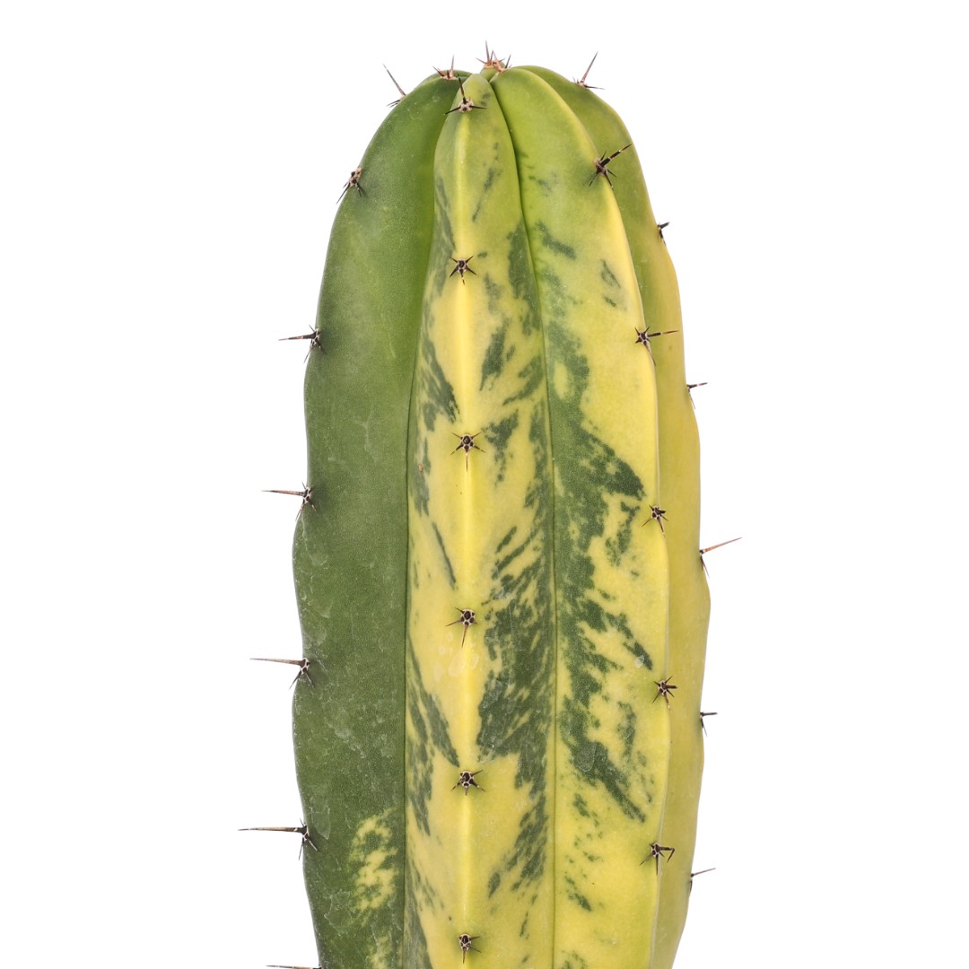 Polaskia chichipe f. variegata Ø 17 cm