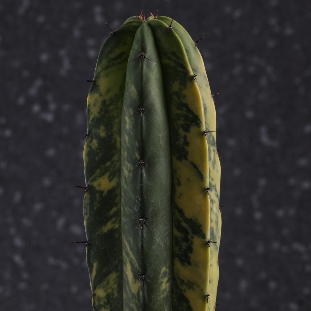 Polaskia chichipe f. variegata Ø 17 cm