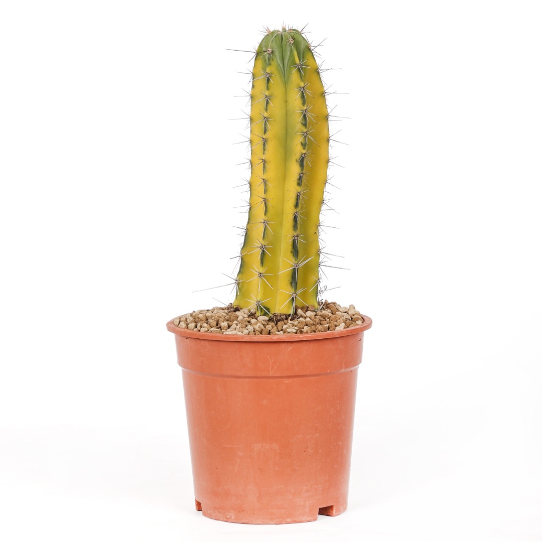 Stenocereus stellatus f. variegata Ø 17 cm