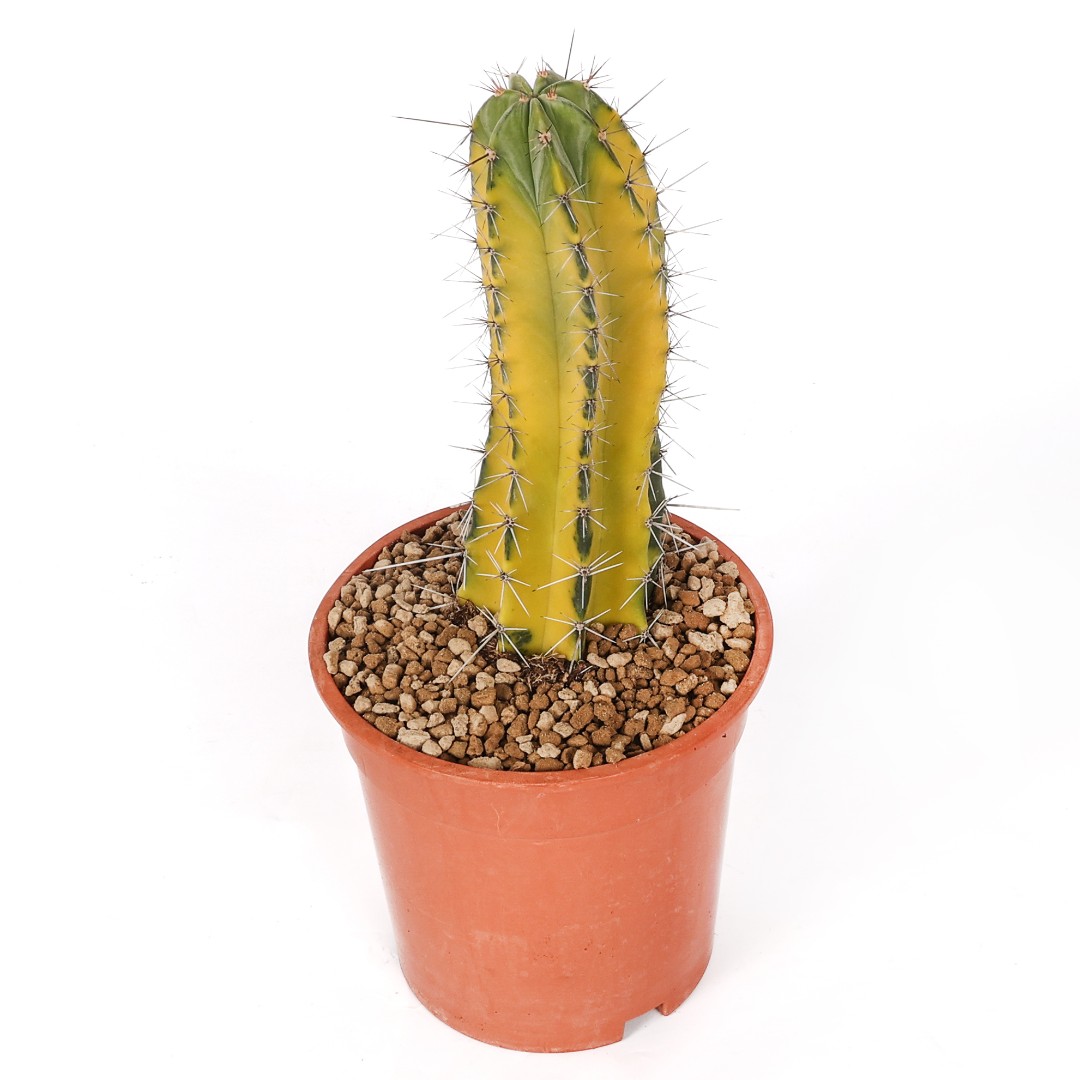 Stenocereus stellatus f. variegata Ø 17 cm