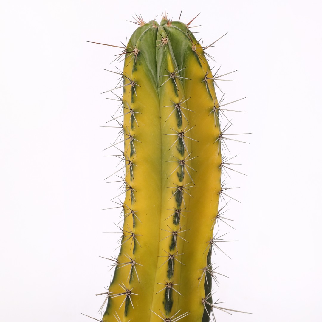 Stenocereus stellatus f. variegata Ø 17 cm