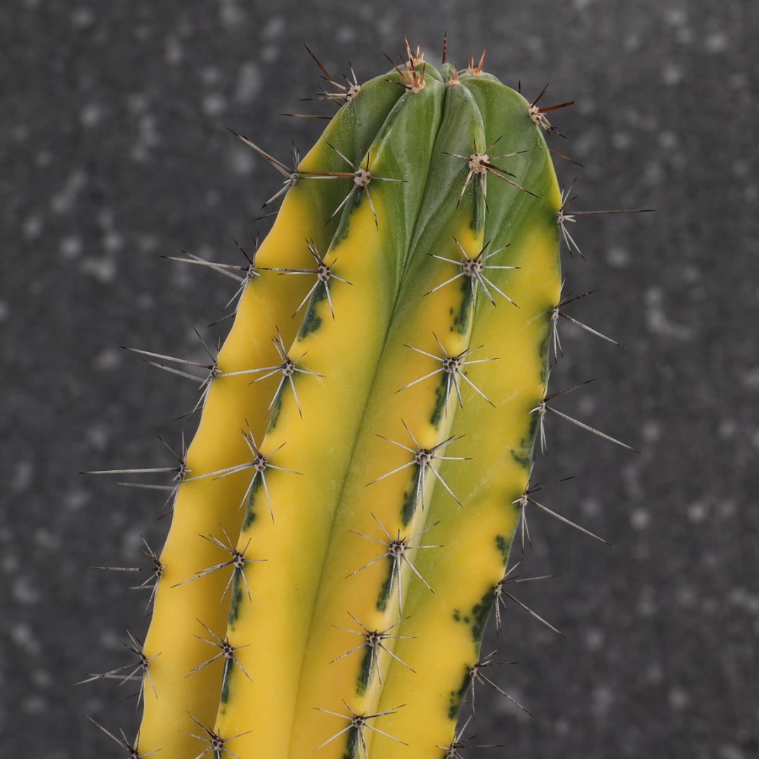 Stenocereus stellatus f. variegata Ø 17 cm