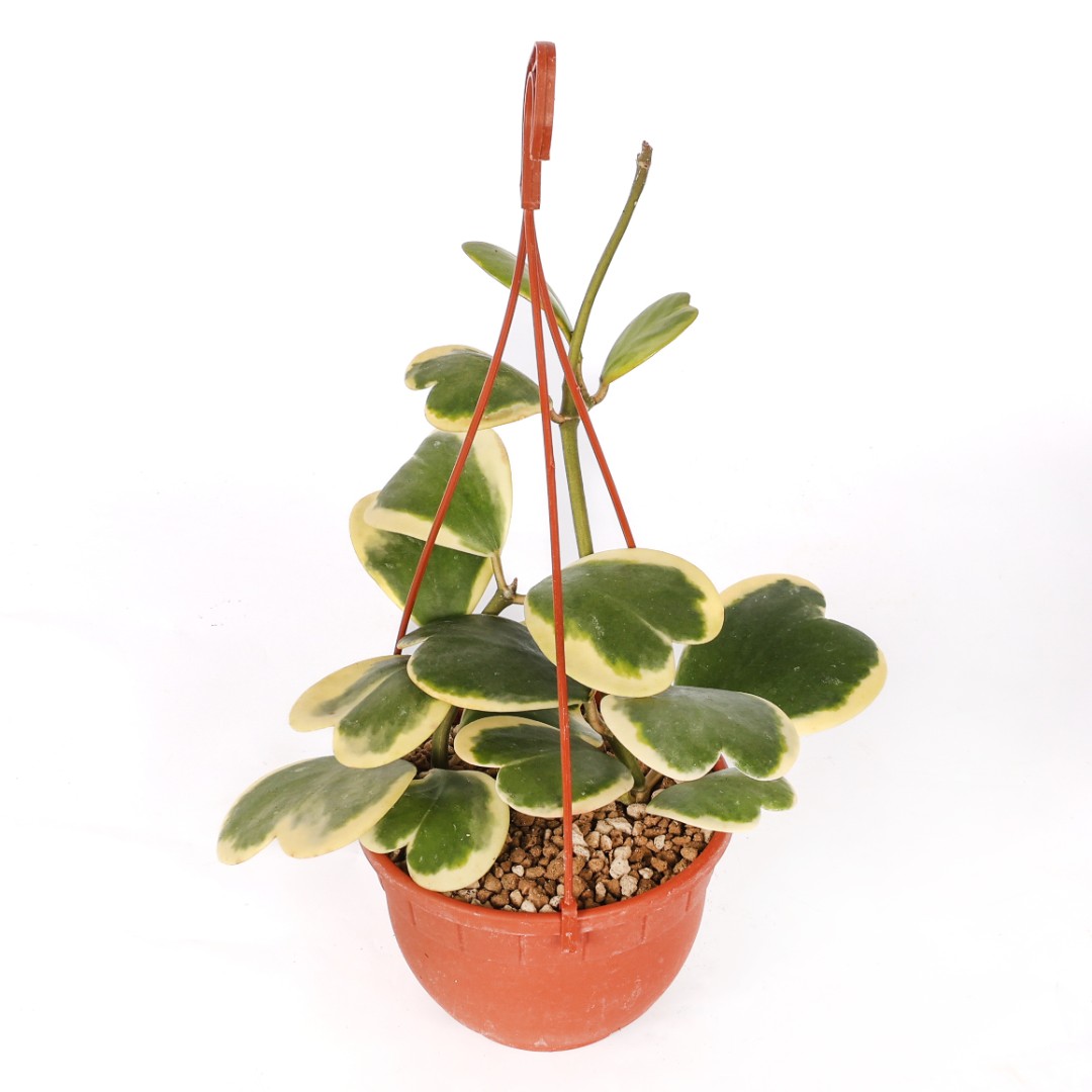 Hoya kerrii Albomarginata Ø 14 cm