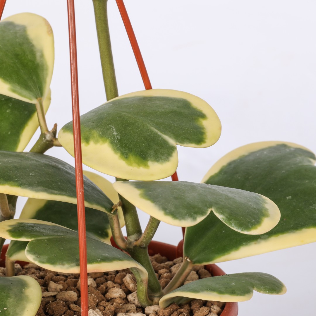 Hoya kerrii Albomarginata Ø 14 cm