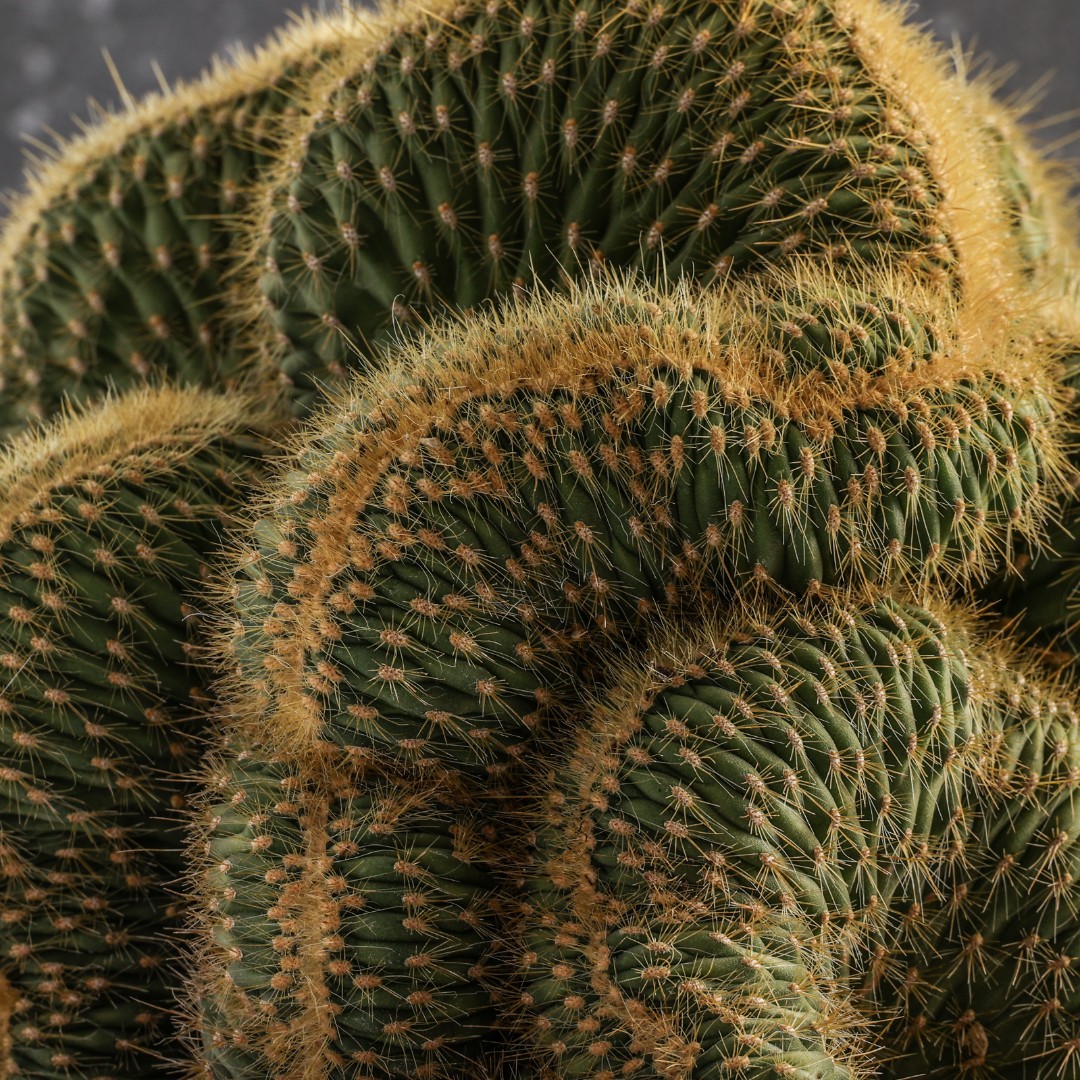 Vatricania guentheri f. crestata Ø 25 cm