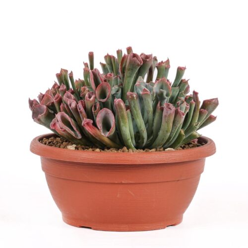 Echeveria 'Trumpet Pinky' Ø 25