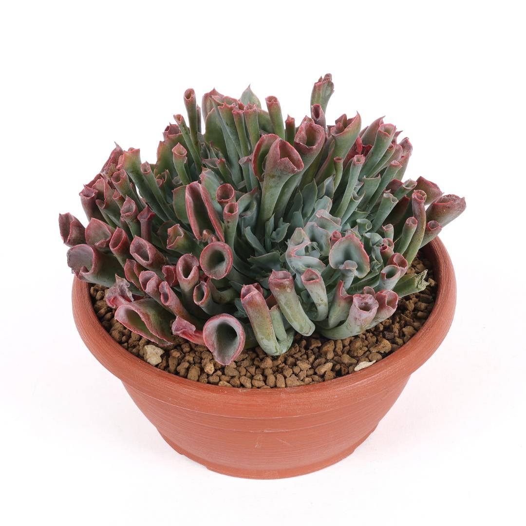 Echeveria 'Trumpet Pinky' Ø 25