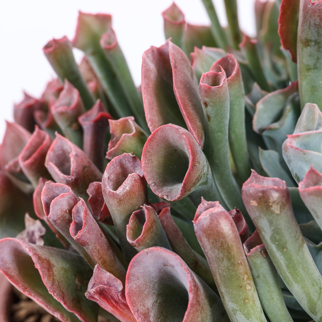 Echeveria 'Trumpet Pinky' Ø 25