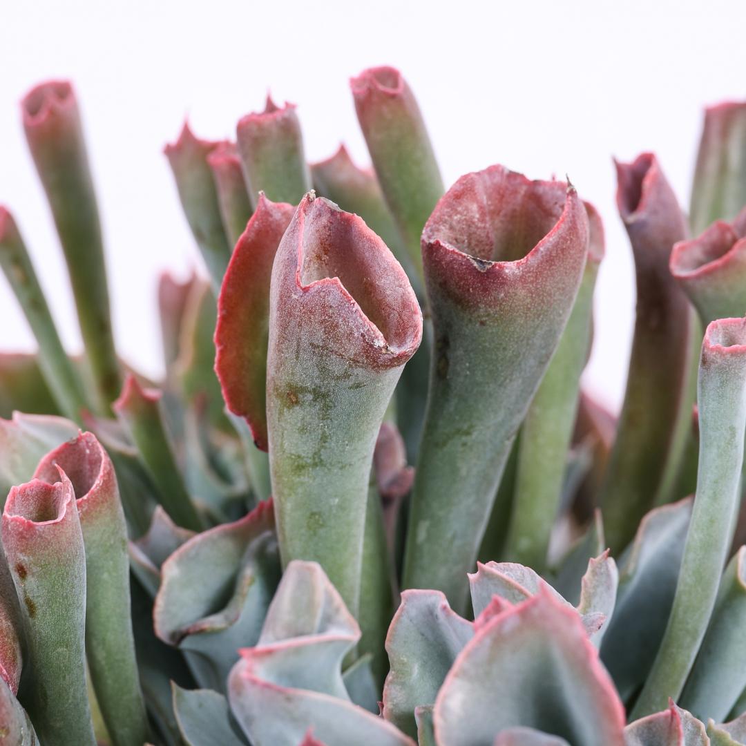 Echeveria 'Trumpet Pinky' Ø 25